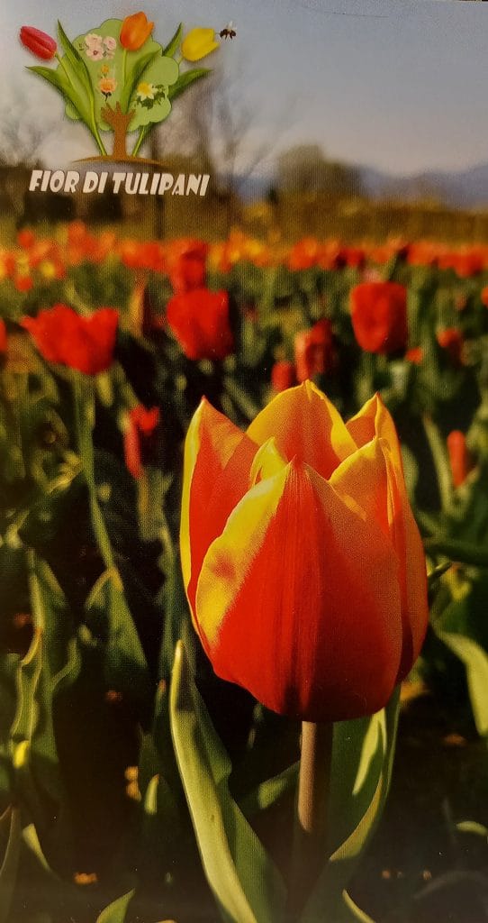 TULIPANI: gran finale