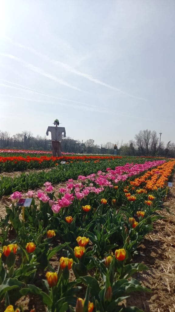 TULIPANI: piove o si autoraccoglie!!