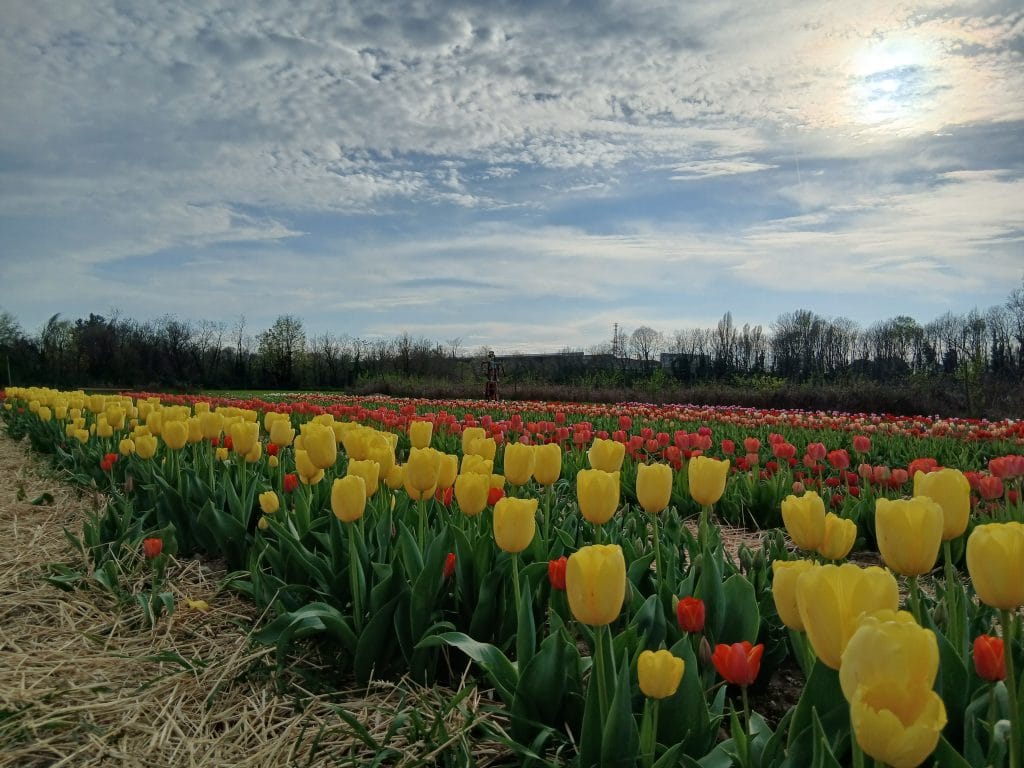 TULIPANI: semplicemente meravigliosi